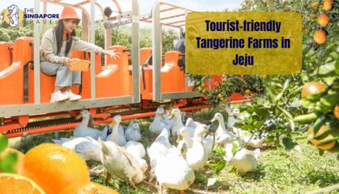 Tourist-friendly Tangerine Farms