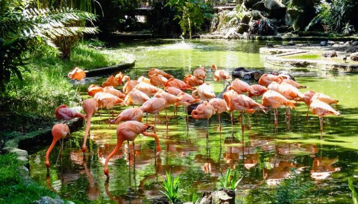 Real Experiences from Visitors to Bird Paradise Singapore